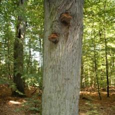 baumdiagnostik.de - Pilze in Bäumen